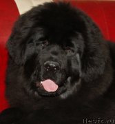 Превью фото № 179257