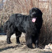 Превью фото № 179261