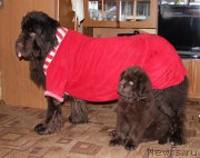 Превью фото № 179267