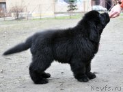 Превью фото № 179352