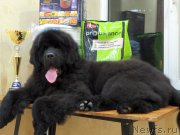 Превью фото № 179360