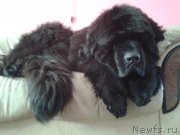 Превью фото № 179372