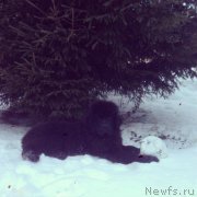 Превью фото № 179394