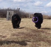 Превью фото № 179483