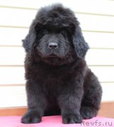 Превью фото № 179495