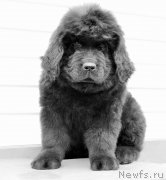 Превью фото № 179496