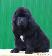 Превью фото № 179543