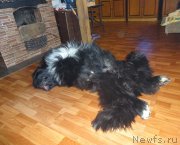 Превью фото № 179553