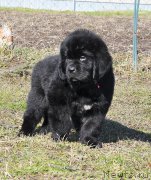 Превью фото № 179728