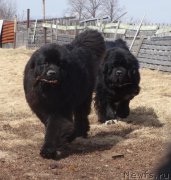 Превью фото № 179747