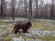 Превью фото № 179779