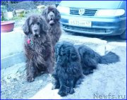 Превью фото № 179795