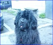 Превью фото № 179796