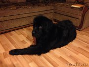 Превью фото № 179816