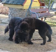 Превью фото № 179905