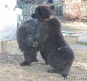 Превью фото № 179906