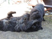 Превью фото № 179909