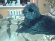 Превью фото № 179918