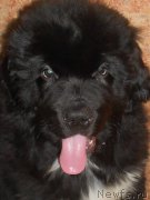 Превью фото № 179960