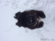 Превью фото № 179970