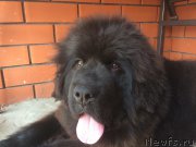 Превью фото № 179971