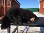 Превью фото № 179972