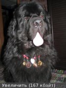 Превью фото № 179985