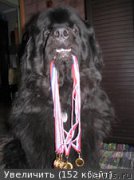 Превью фото № 179986