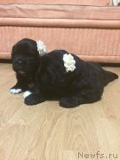 Превью фото № 179998