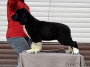 Превью фото № 180052