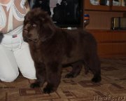 Превью фото № 180084