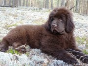 Превью фото № 180110