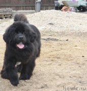 Превью фото № 180143