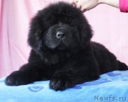 Превью фото № 180204