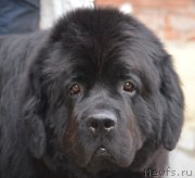 Превью фото № 180221