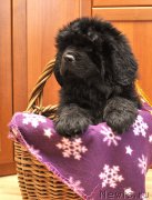 Превью фото № 180232