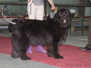 Превью фото № 180261