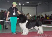 Превью фото № 180268