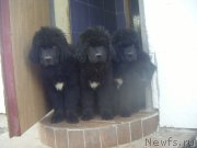 Превью фото № 180279