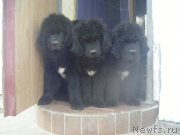 Превью фото № 180281