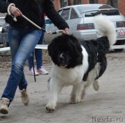 Превью фото № 180309