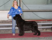 Превью фото № 180346