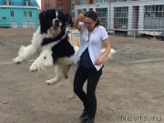 Превью фото № 180375