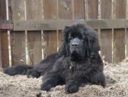 Превью фото № 180495