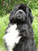 Превью фото № 180510