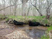 Превью фото № 180551