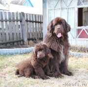 Превью фото № 180627