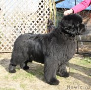 Превью фото № 180661