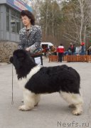 Превью фото № 180777