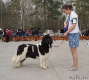 Превью фото № 180779